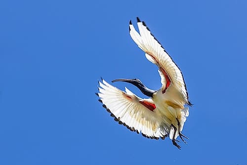 South Africa-Cape Town Sacred ibis bird in flight Art Print